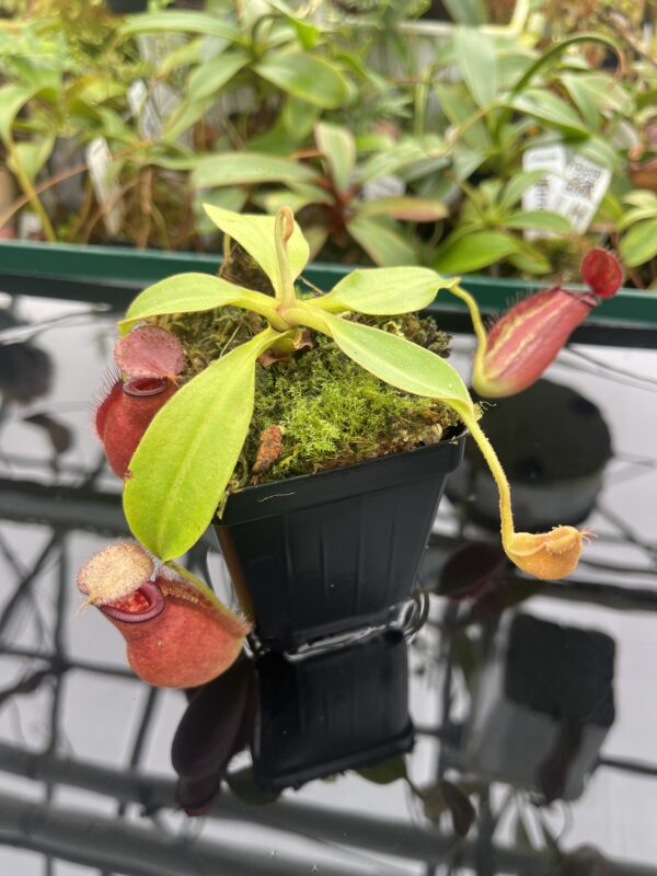 Close Up of Nepenthes robcantleyi x ampullaria | Borneo Exotics | BE-3767 | 20366