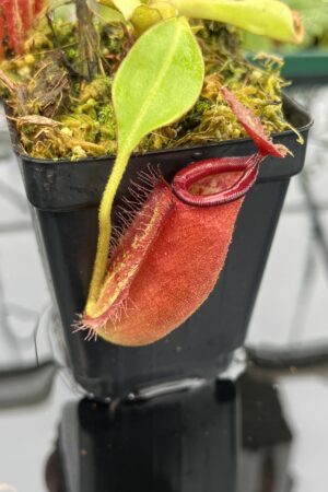 Close Up of Nepenthes robcantleyi x ampullaria | Borneo Exotics | BE-3767 | 20641