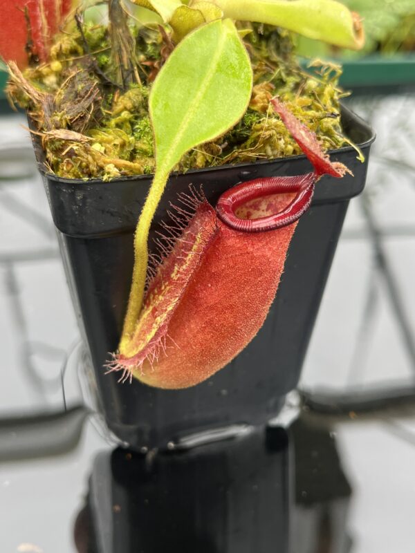 Close Up of Nepenthes robcantleyi x ampullaria | Borneo Exotics | BE-3767 | 20641