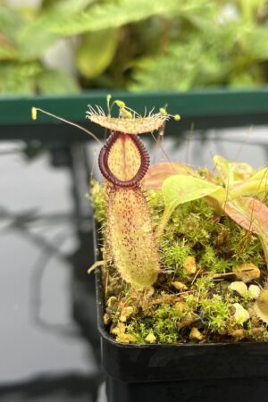 Close Up of Nepenthes robcantleyi x hamata | Borneo Exotics | BE-3958 | 20661