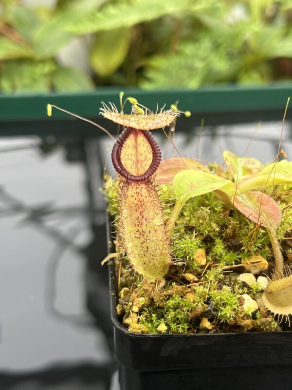 Close Up of Nepenthes robcantleyi x hamata | Borneo Exotics | BE-3958 | 20661
