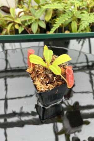 Close Up of Nepenthes robcantleyi x jacquelineae | Borneo Exotics | BE-4028 | 20652