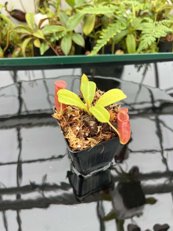 Close Up of Nepenthes robcantleyi x jacquelineae | Borneo Exotics | BE-4028 | 20652