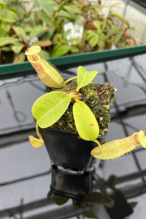 Close Up of Nepenthes robcantleyi x merrilliana | Borneo Exotics | BE-4628 | 20360