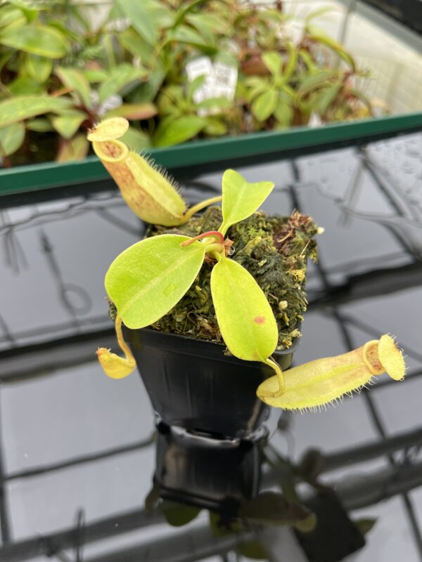 Close Up of Nepenthes robcantleyi x merrilliana | Borneo Exotics | BE-4628 | 20360