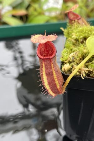 Close Up of Nepenthes robcantleyi x ovata | Borneo Exotics | BE-3996 | 20409