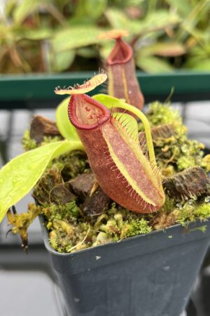 Close Up of Nepenthes robcantleyi x ovata | Borneo Exotics | BE-3996 | 20508