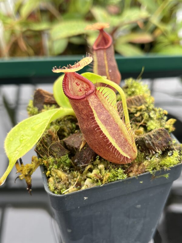 Close Up of Nepenthes robcantleyi x ovata | Borneo Exotics | BE-3996 | 20508