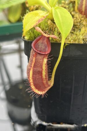 Close Up of Nepenthes robcantleyi x ovata | Borneo Exotics | BE-3996 | 20668