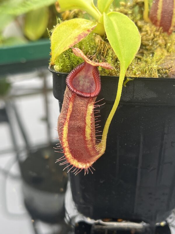 Close Up of Nepenthes robcantleyi x ovata | Borneo Exotics | BE-3996 | 20668