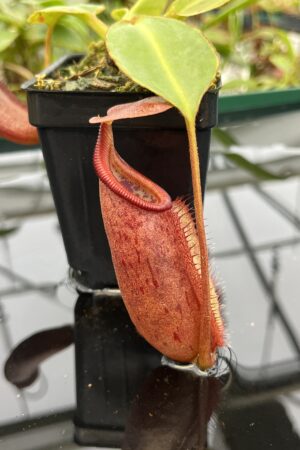 Close Up of Nepenthes robcantleyi x palawanensis | Borneo Exotics | BE-4591 | 20589
