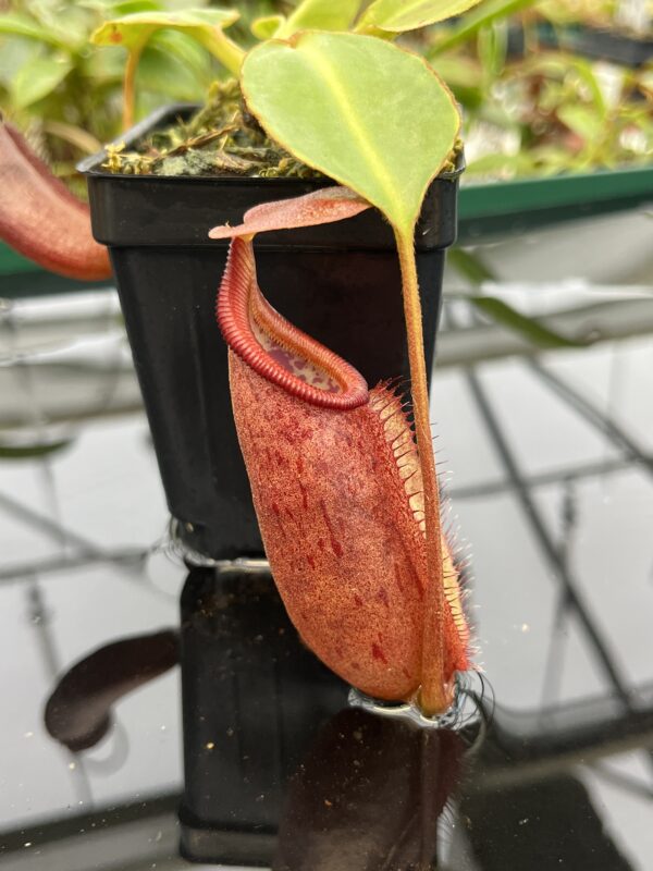 Close Up of Nepenthes robcantleyi x palawanensis | Borneo Exotics | BE-4591 | 20589