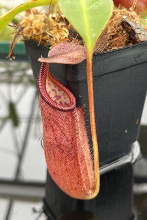 Close Up of Nepenthes robcantleyi x palawanensis | Borneo Exotics | BE-4591 | 20639