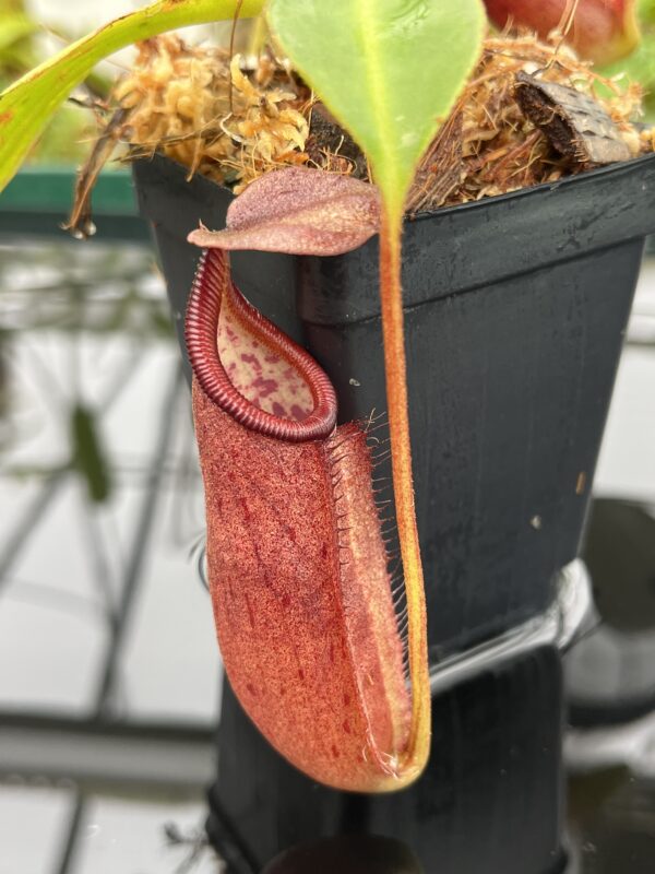 Close Up of Nepenthes robcantleyi x palawanensis | Borneo Exotics | BE-4591 | 20639