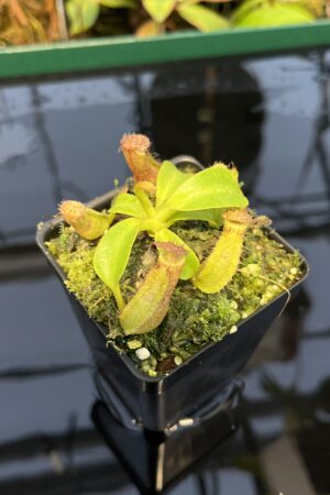 Close Up of Nepenthes robcantleyi x veitchii 'The Wave' | FB | Florae | Florae Collaborative | FC-317.01 | 20449