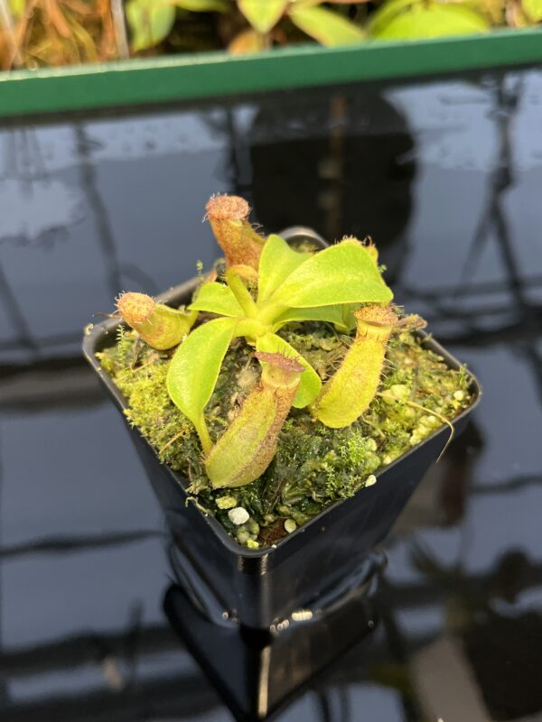 Close Up of Nepenthes robcantleyi x veitchii 'The Wave' | FB | Florae | Florae Collaborative | FC-317.01 | 20449