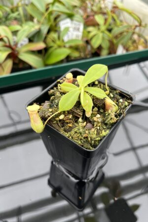 Close Up of Nepenthes sibuyanensis {Guiting-Guiting, Philippines, 1400 m} | Best Carnivorous Plants | BCP-300 | 20382