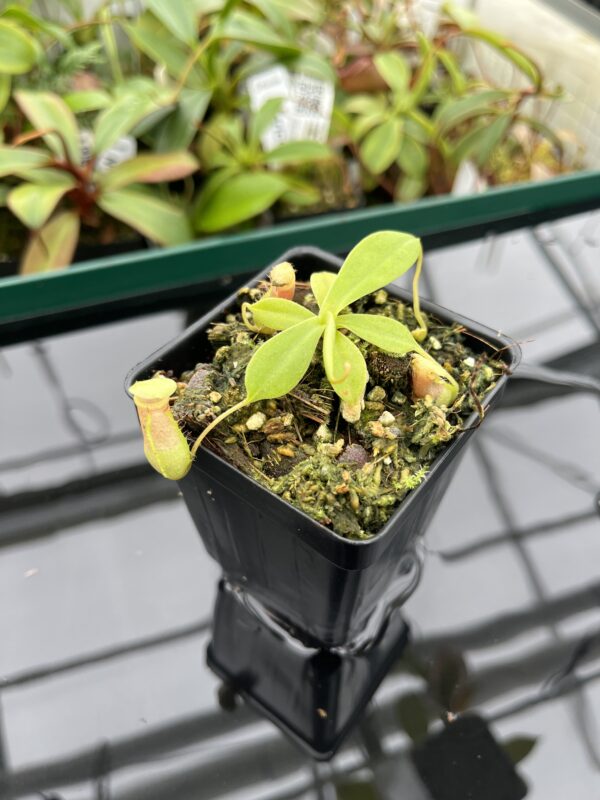 Close Up of Nepenthes sibuyanensis {Guiting-Guiting, Philippines, 1400 m} | Best Carnivorous Plants | BCP-300 | 20382