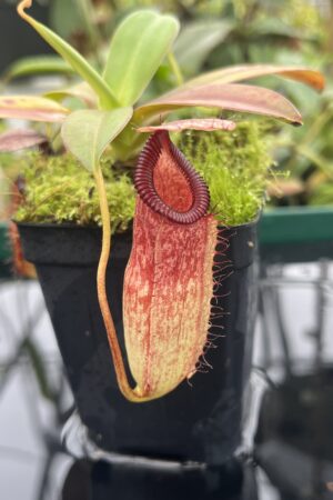 Close Up of Nepenthes sibuyanensis x hamata | Borneo Exotics | BE-3562 | 20493