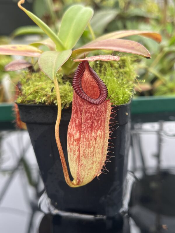 Close Up of Nepenthes sibuyanensis x hamata | Borneo Exotics | BE-3562 | 20493