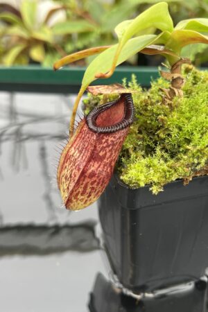 Close Up of Nepenthes sibuyanensis x hamata | Borneo Exotics | BE-3562 | 20642