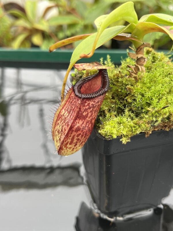Close Up of Nepenthes sibuyanensis x hamata | Borneo Exotics | BE-3562 | 20642