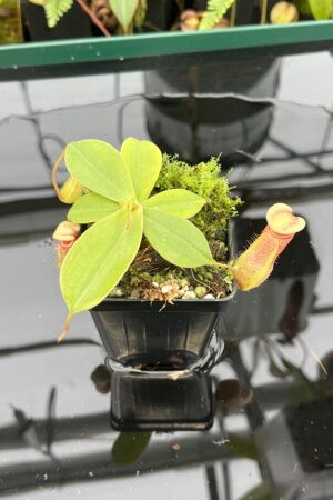 Close Up of Nepenthes sibuyanensis x merrilliana | Borneo Exotics | BE-4026 | 20606