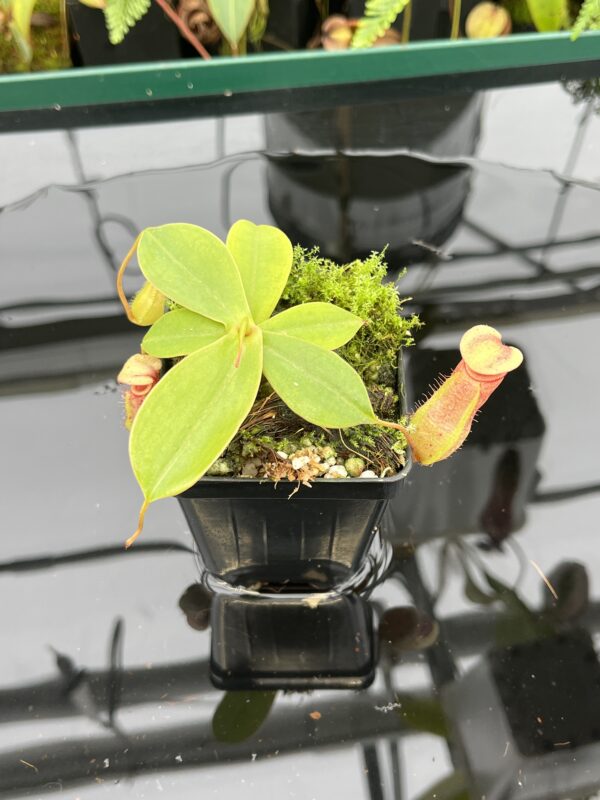 Close Up of Nepenthes sibuyanensis x merrilliana | Borneo Exotics | BE-4026 | 20606