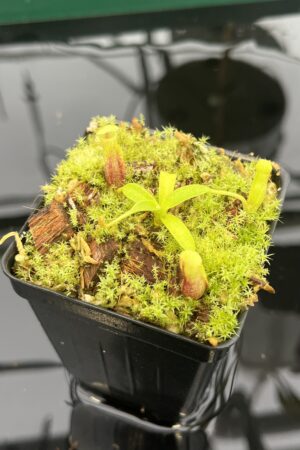 Close Up of Nepenthes singalana Belirang x villosa | JH | Florae Collaborative | FC-353.03 | 20575