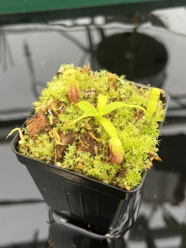 Close Up of Nepenthes singalana Belirang x villosa | JH | Florae Collaborative | FC-353.03 | 20575