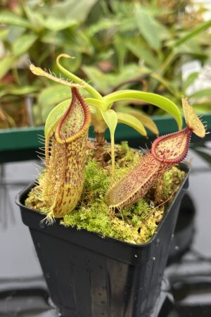 Close Up of Nepenthes singalana x hamata | Borneo Exotics | BE-3955 | 20546