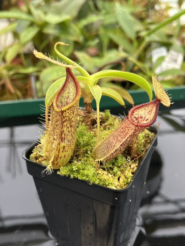 Close Up of Nepenthes singalana x hamata | Borneo Exotics | BE-3955 | 20546