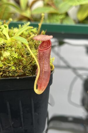 Close Up of Nepenthes singalana x lowii | Borneo Exotics | BE-4080 | 20672