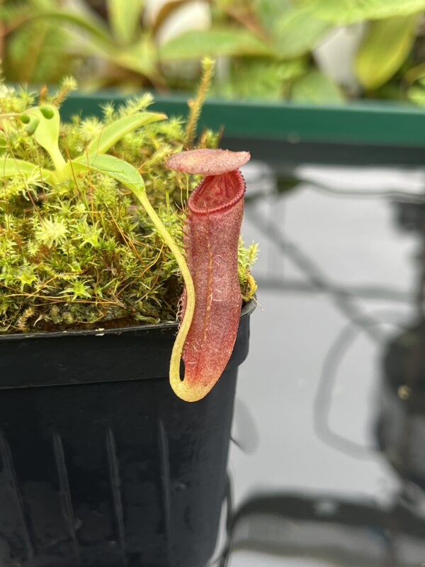 Close Up of Nepenthes singalana x lowii | Borneo Exotics | BE-4080 | 20672