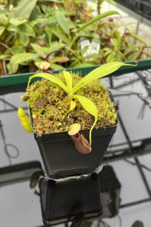 Close Up of Nepenthes singalana x ovata | Borneo Exotics | BE-3882 | 20560
