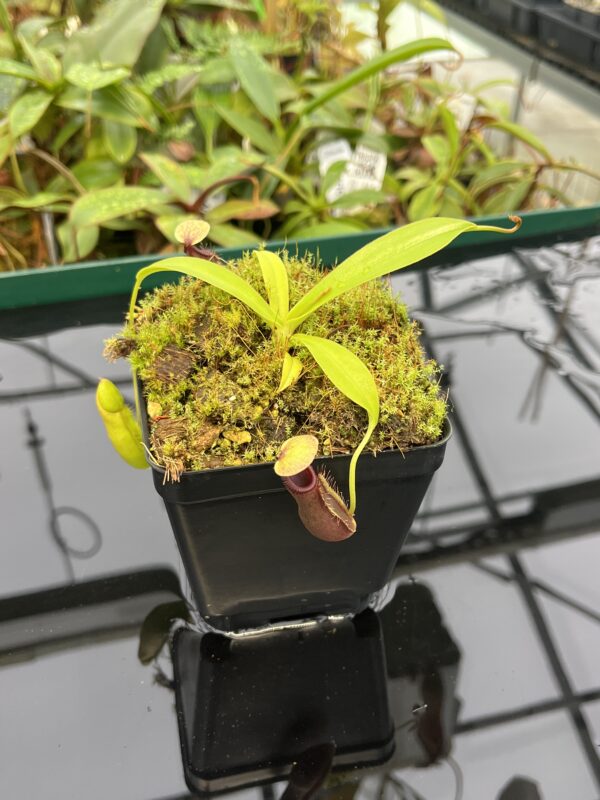 Close Up of Nepenthes singalana x ovata | Borneo Exotics | BE-3882 | 20560