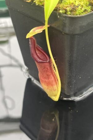 Close Up of Nepenthes singalana x ovata | Borneo Exotics | BE-3882 | 20656