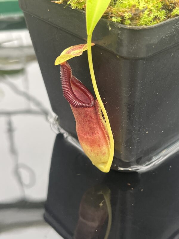 Close Up of Nepenthes singalana x ovata | Borneo Exotics | BE-3882 | 20656