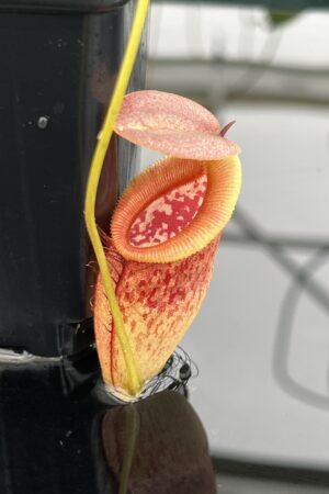 Close Up of Nepenthes singalana x tenuis | Borneo Exotics | BE-3988 | 20649