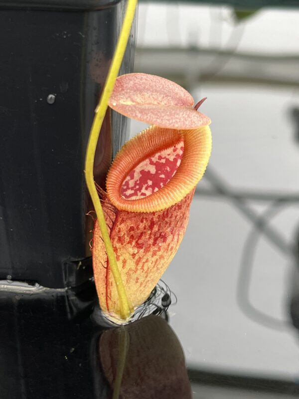 Close Up of Nepenthes singalana x tenuis | Borneo Exotics | BE-3988 | 20649