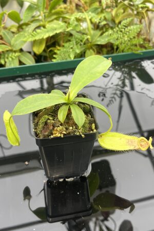 Close Up of Nepenthes spathulata x ampullaria | Borneo Exotics | BE-3881 | 20630