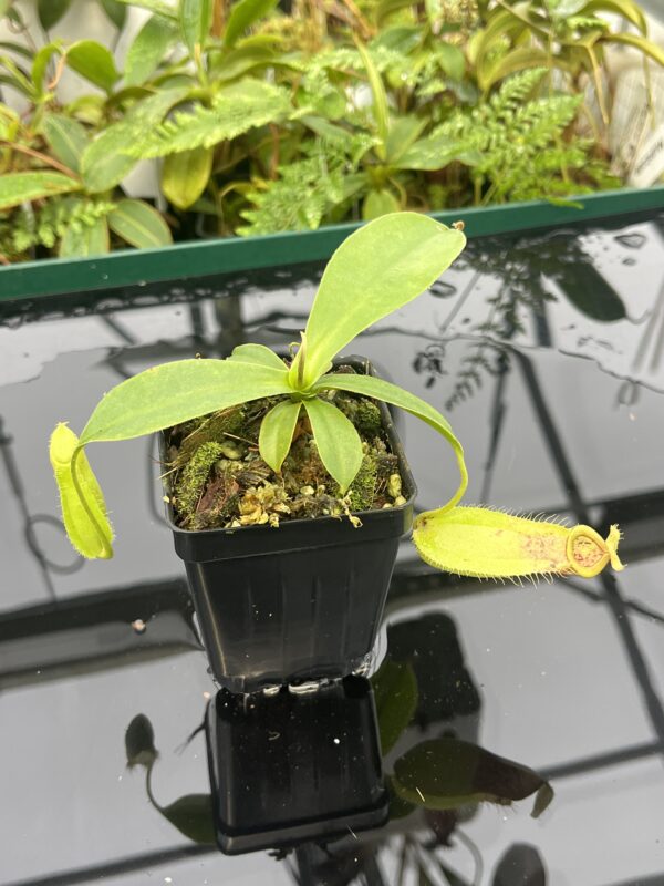 Close Up of Nepenthes spathulata x ampullaria | Borneo Exotics | BE-3881 | 20630