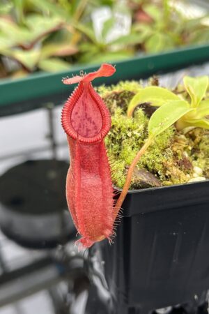 Close Up of Nepenthes spathulata x diabolica | Borneo Exotics | BE-3983 | 20512