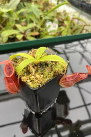 Close Up of Nepenthes spathulata x diabolica | Borneo Exotics | BE-3983 | 20544