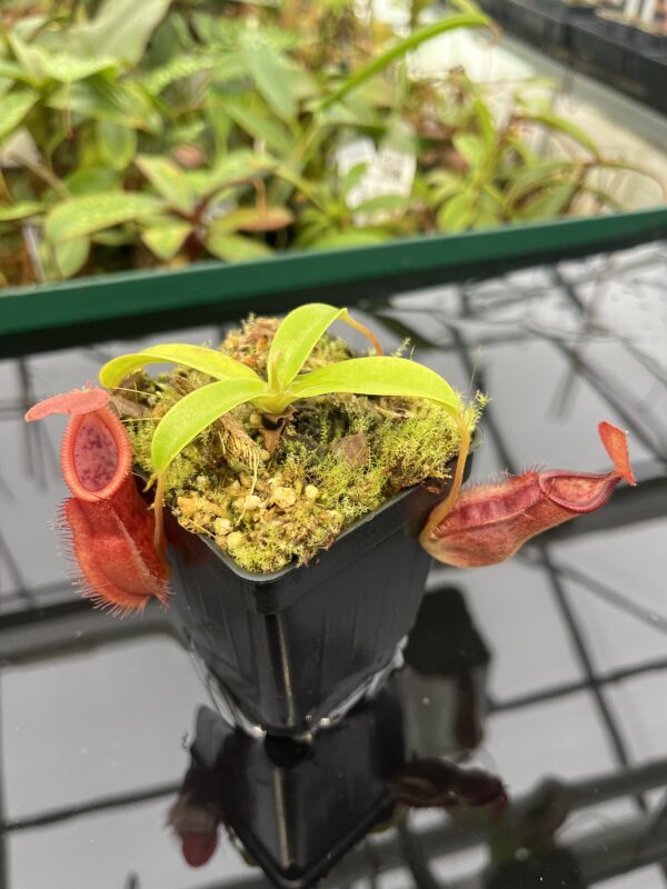 Close Up of Nepenthes spathulata x diabolica | Borneo Exotics | BE-3983 | 20544