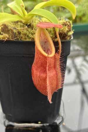 Close Up of Nepenthes spathulata x diabolica | Borneo Exotics | BE-3983 | 20678