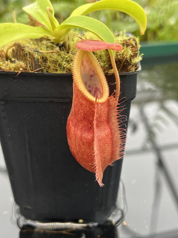 Close Up of Nepenthes spathulata x diabolica | Borneo Exotics | BE-3983 | 20678