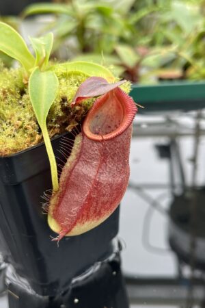 Close Up of Nepenthes spathulata x gymnamphora | Borneo Exotics | BE-3422 | 20511