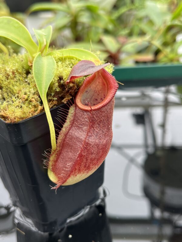 Close Up of Nepenthes spathulata x gymnamphora | Borneo Exotics | BE-3422 | 20511
