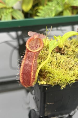 Close Up of Nepenthes spathulata x gymnamphora | Borneo Exotics | BE-3422 | 20676